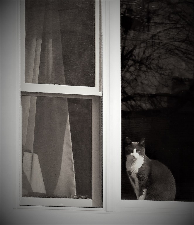 Digital B n W In Class B By Roberta Esposito For Night Watch Cat MAR-2020.jpg